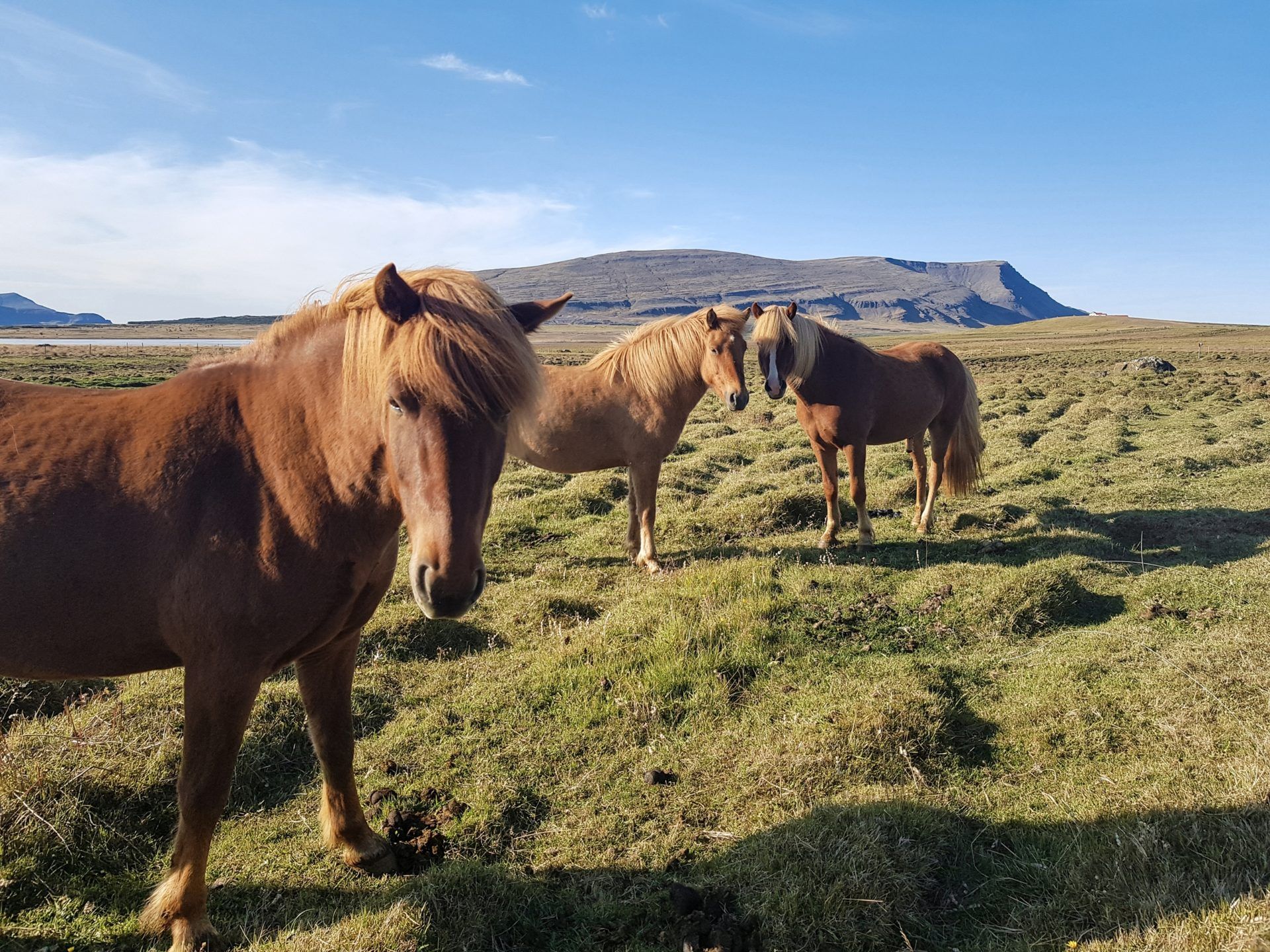 Iceland wild horses