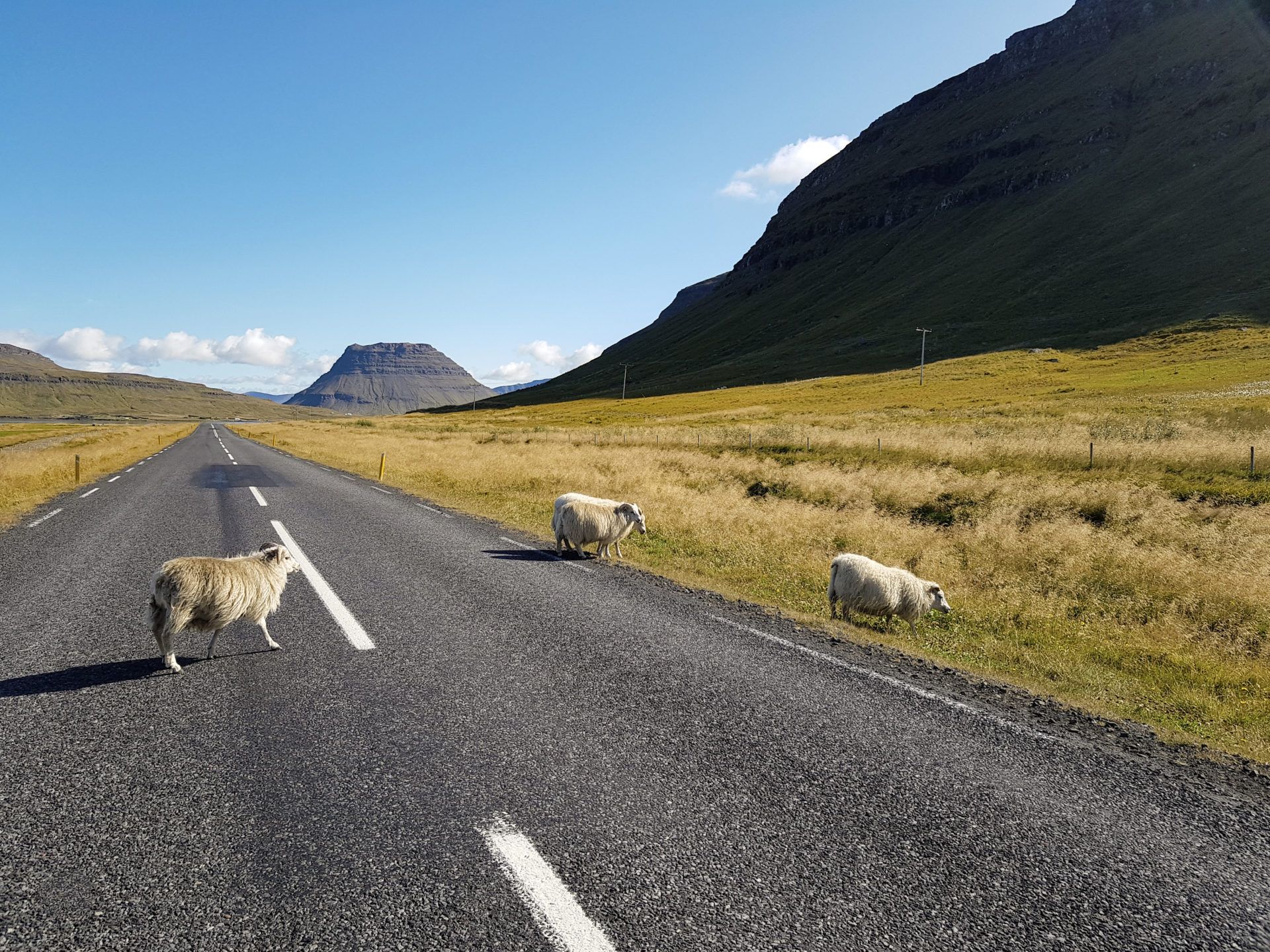 Iceland sheep