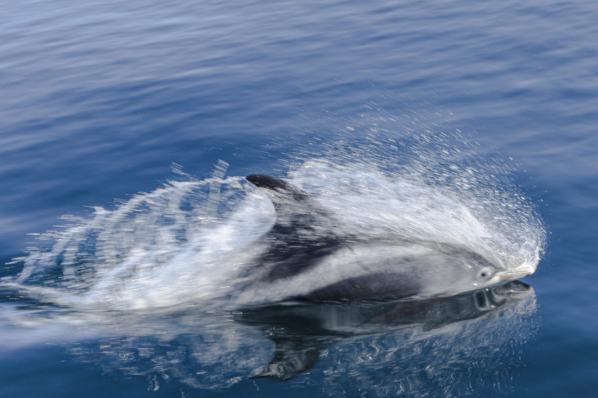 Dolphings watching