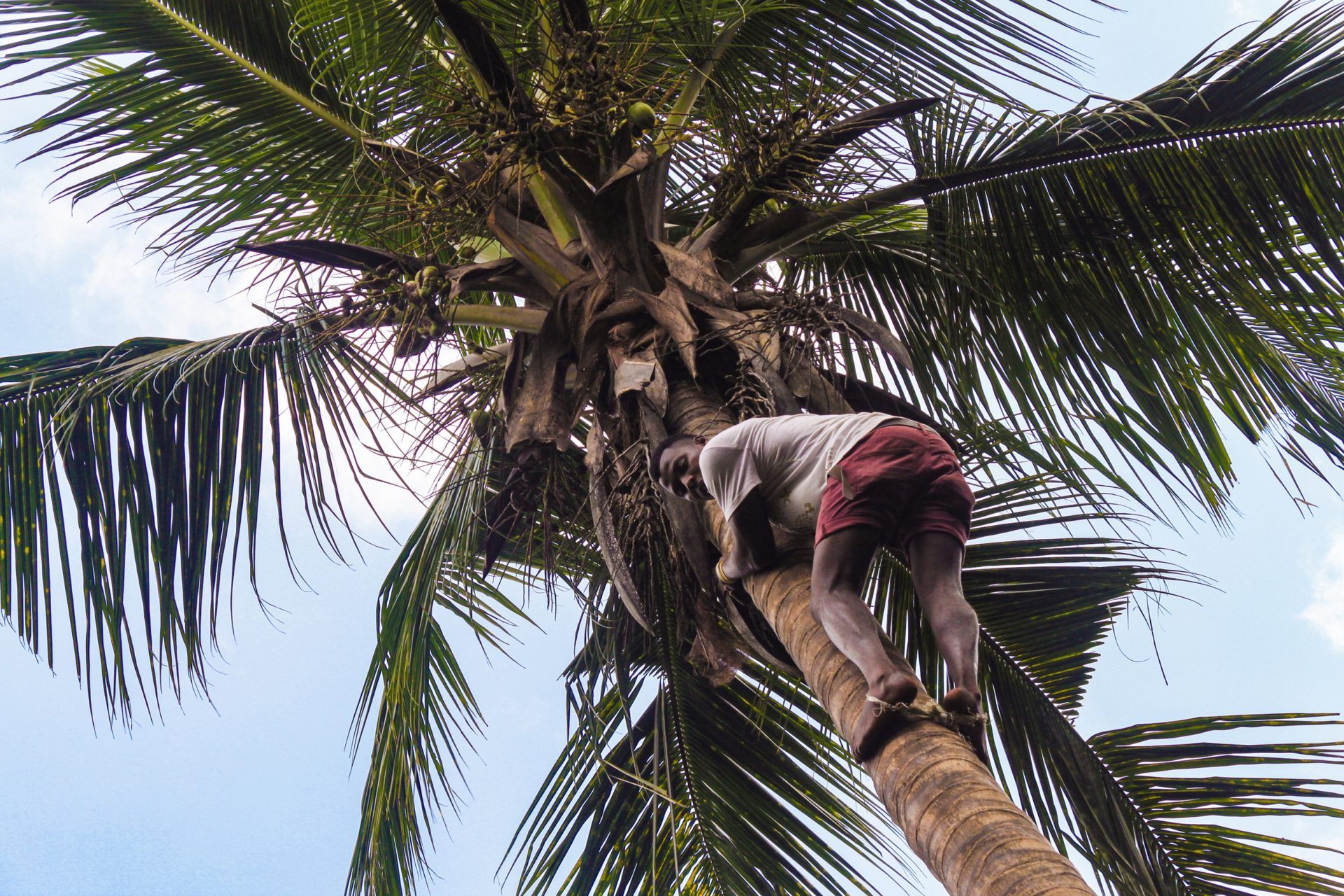 Zanzibar man on palm