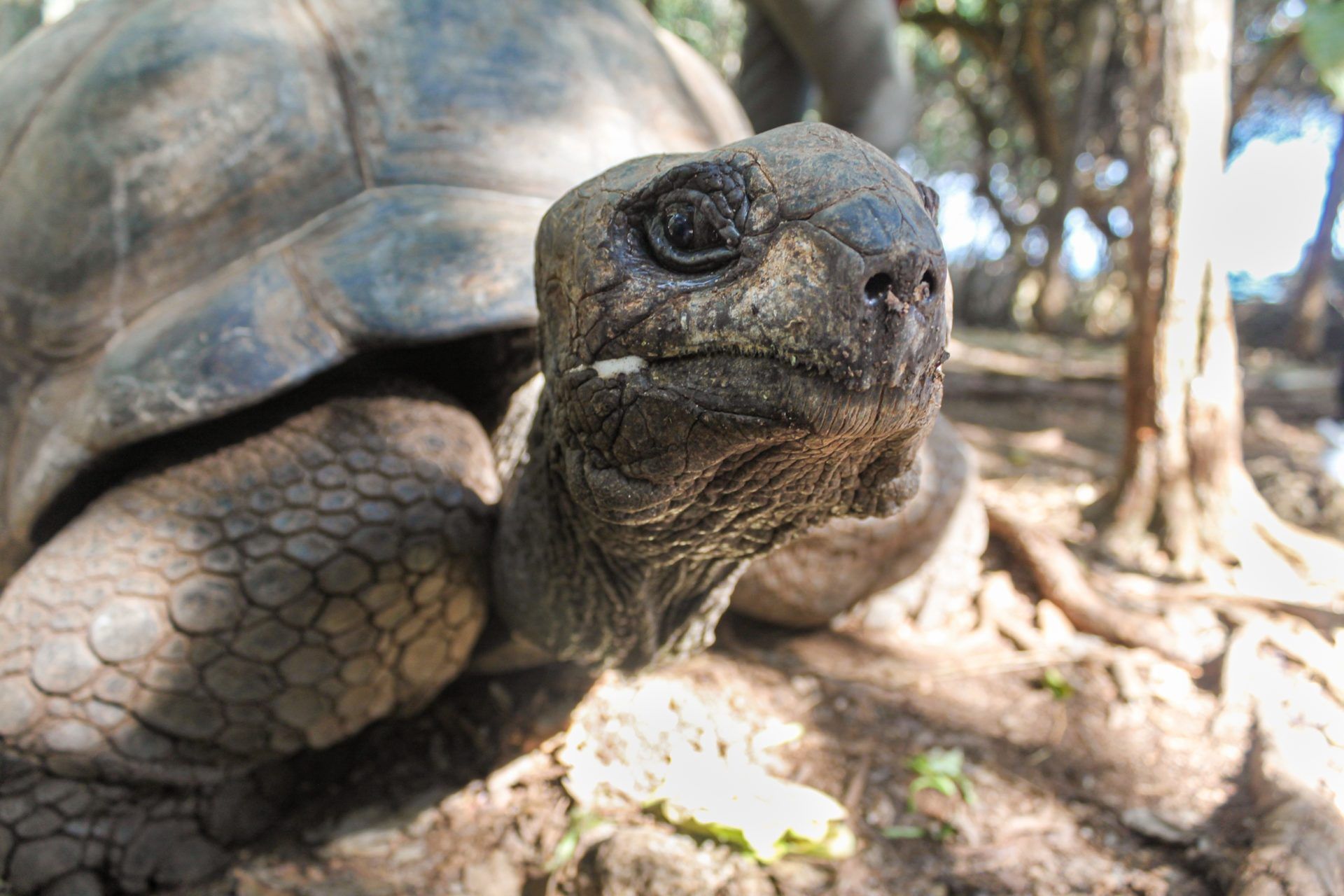 Zanzibar Proson Island Tortoise