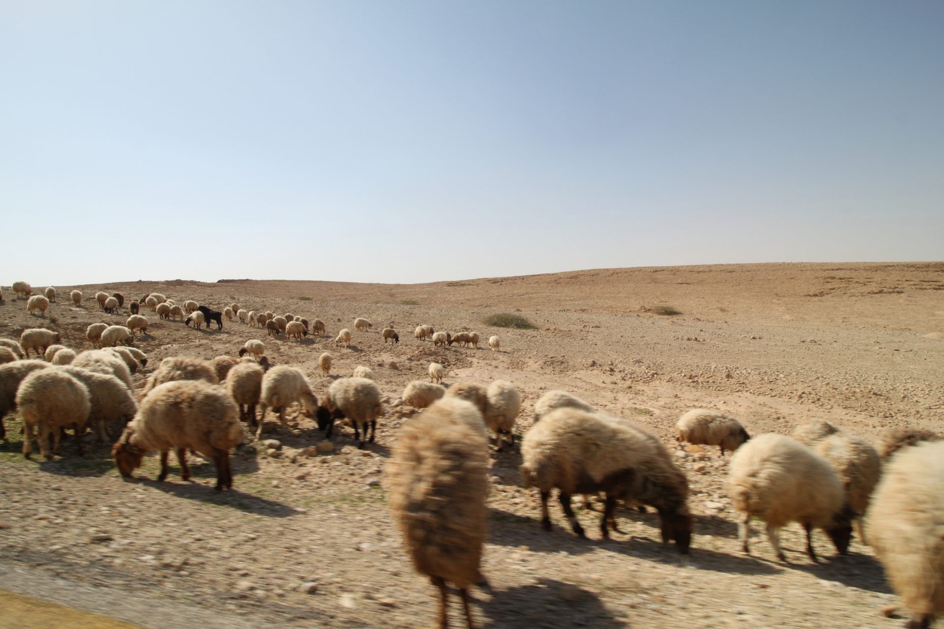 Jordanian sheep