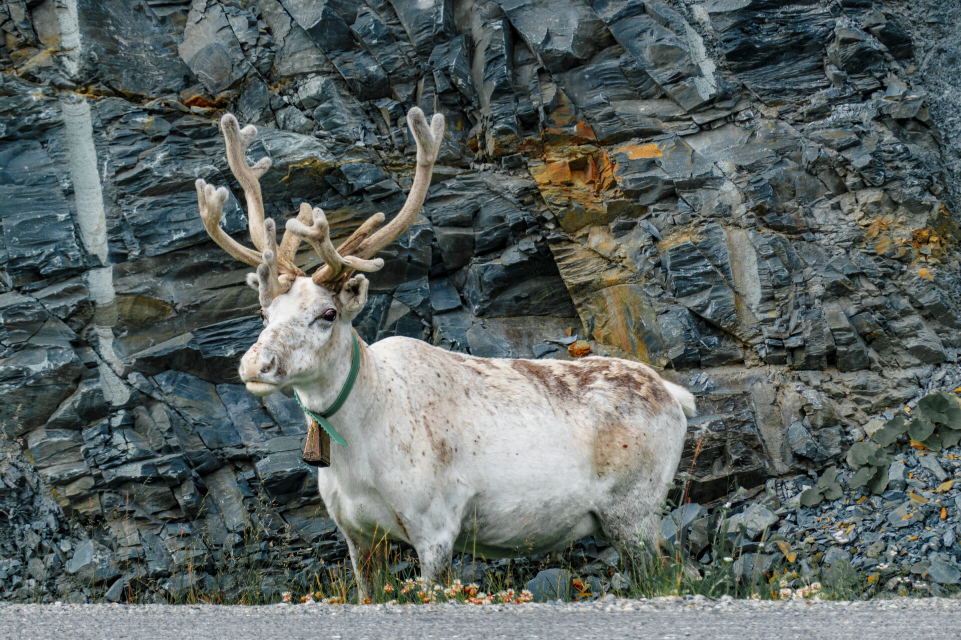 Reindeers in Norway